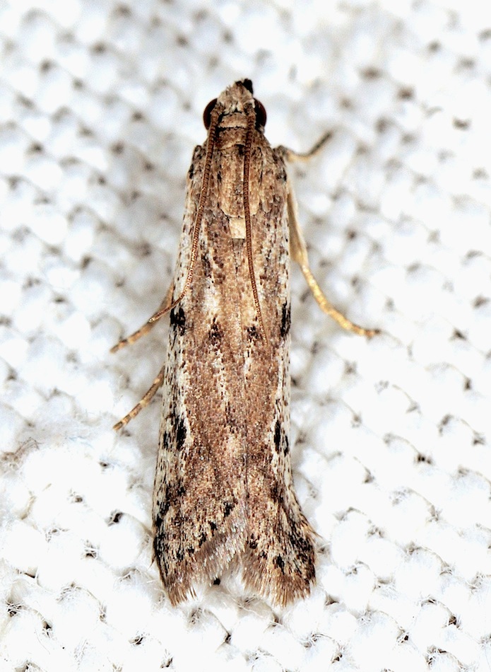 Pyralidae Phycitinae n 6